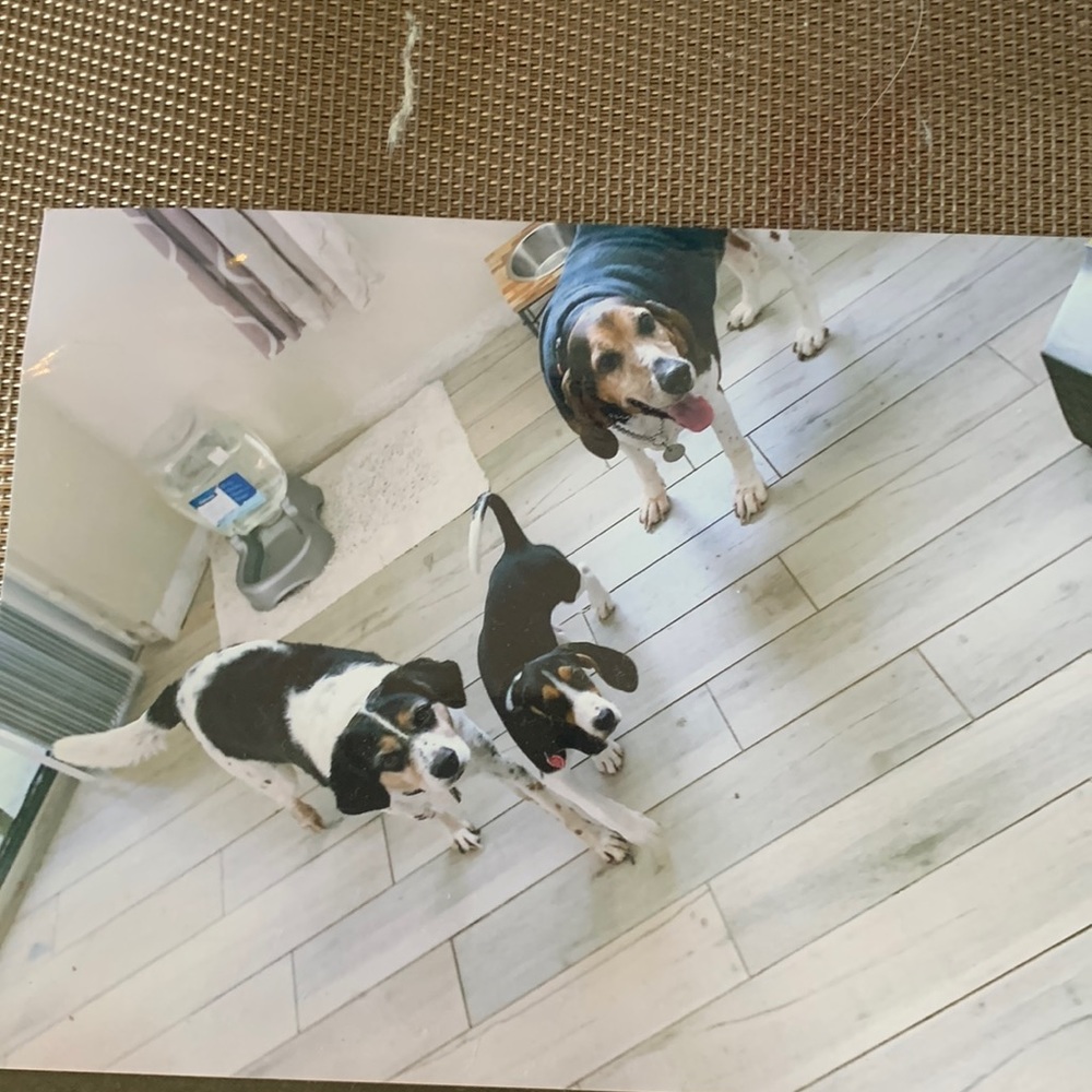 Priceless to try and walker coonhounds in a beagle mix